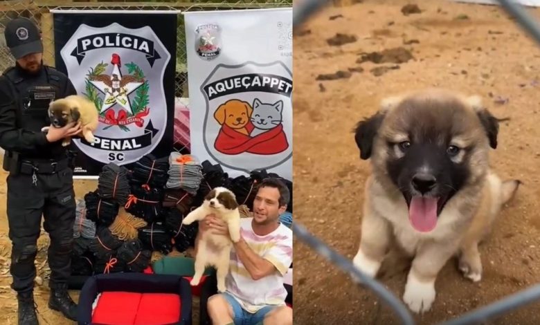 Polícia Penal entrega 300 mantas e caminhas para cuidador de mais de 400 animais em SC