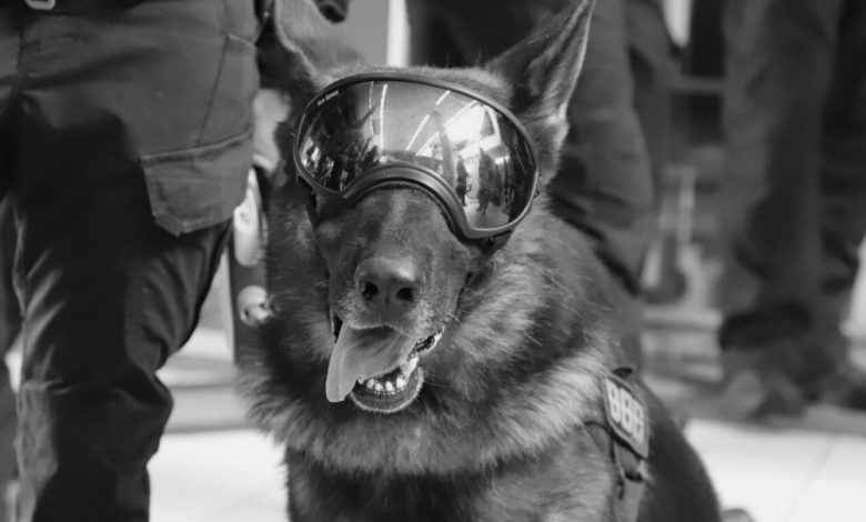 Despedida a um herói de quatro patas: morre Yankee, o primeiro cão da Polícia Penal de SC