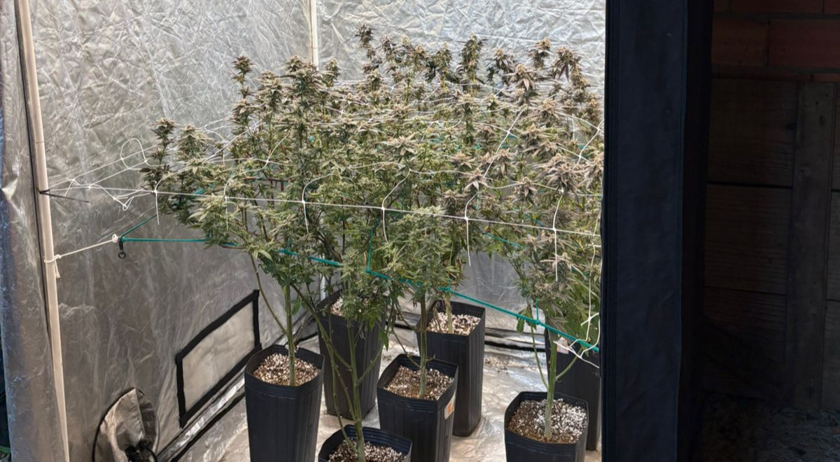 Homem que se apresentava como 