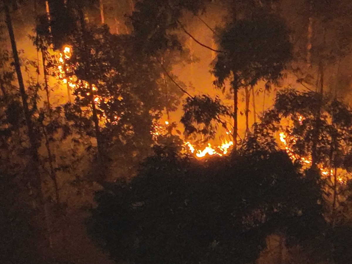 Fogo consome área de vegetação próxima a parque em Blumenau