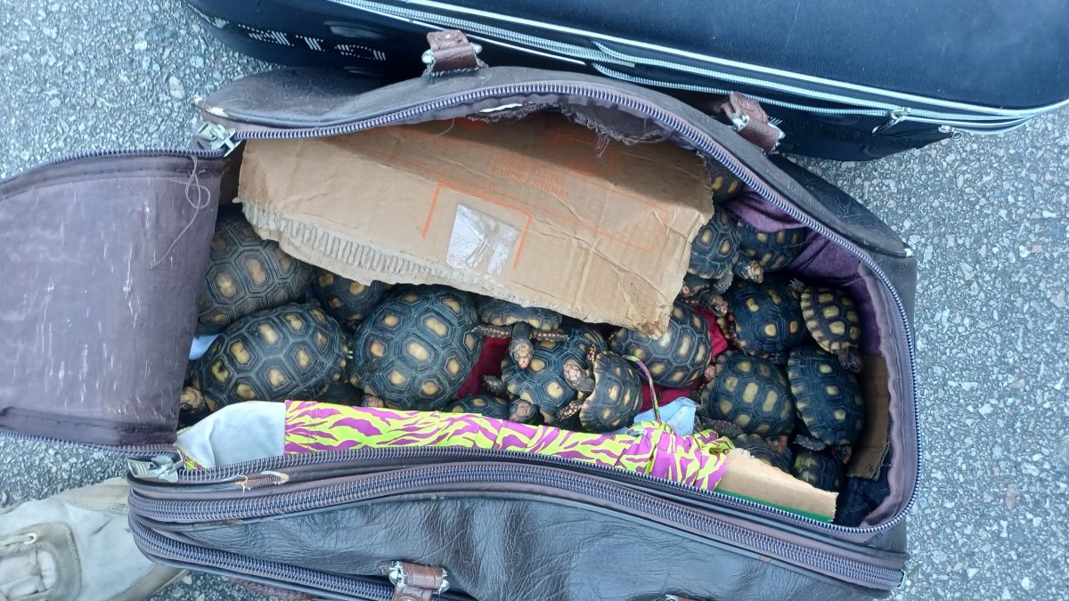 Homem é flagrado com cerca de 600 filhotes de jabutis escondidos em malas no bagageiro de ônibus