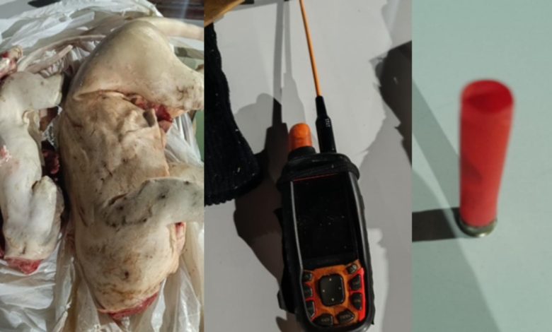 Polícia flagra caça ilegal em Apiúna, resgata cães feridos no porta-malas e prende homem