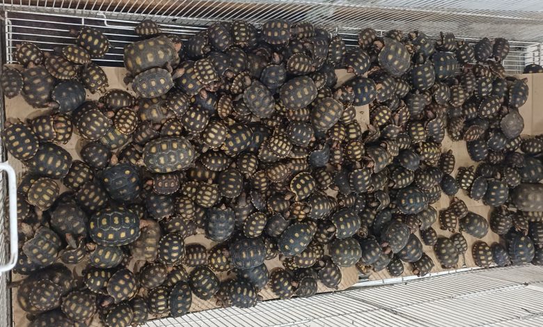 Homem é flagrado com cerca de 600 filhotes de jabutis escondidos em malas no bagageiro de ônibus