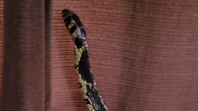 Cobra é encontrada dentro de berço em Jaraguá do Sul