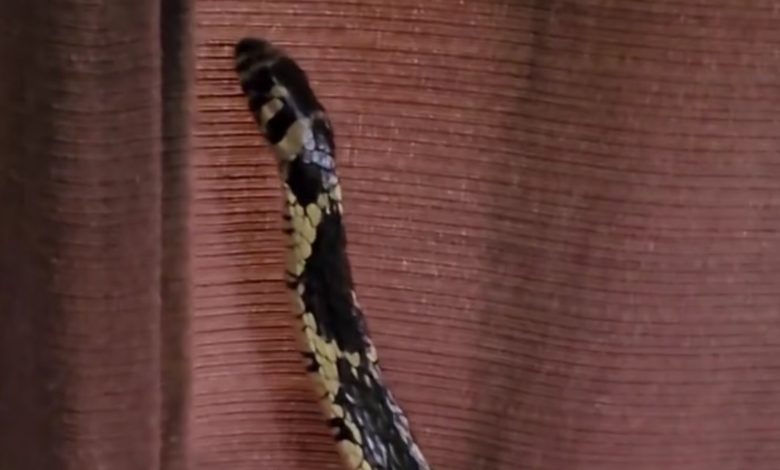 Cobra é encontrada dentro de berço em Jaraguá do Sul