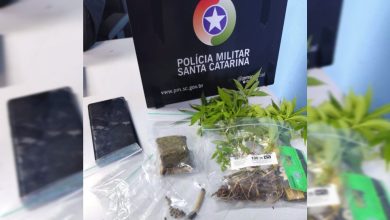 Adolescente revela plantação e PM encontra 10 pés de maconha em Jaraguá do Sul
