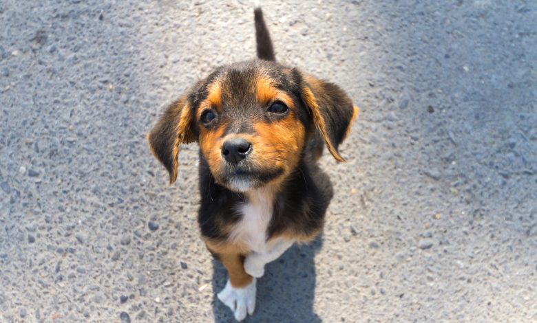 Projeto propõe desconto no IPTU para quem adotar animais de ONGs