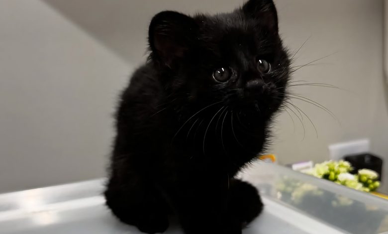 Animal silvestre com mutação rara é encontrado em Jaraguá do Sul