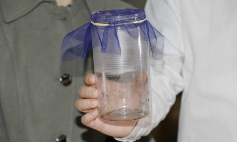 Mosquitos Wolbachia passam a ser usados contra a dengue em Blumenau