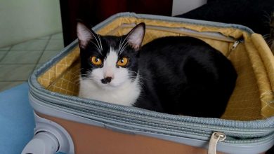 Desaparecido há quatro meses, gato Romeu reencontra família em Blumenau graças à microchipagem