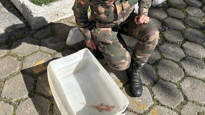 Raro e vulnerável: Filhote de jacaré leucístico é resgatado em Balneário Camboriú