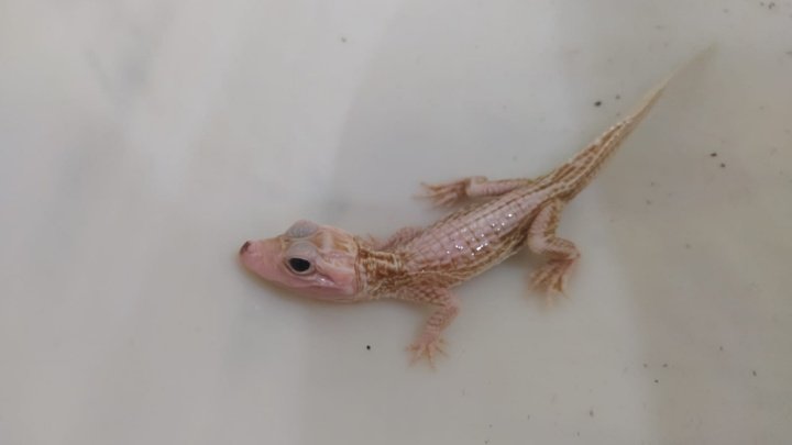 Raro e vulnerável: Filhote de jacaré leucístico é resgatado em Balneário Camboriú