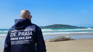 Filhote de baleia-franca é encontrado sem vida na praia do Campeche