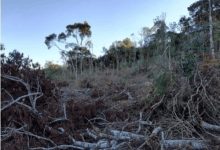 Santa Catarina registra 192 hectares de desmatamento irregular na Operação Mata Atlântica em Pé 2025