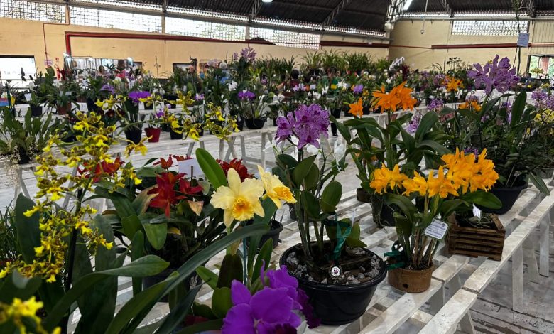 39ª Exposição de Plantas Ornamentais de Timbó reúne orquídeas, bromélias, cactos e bonsais
