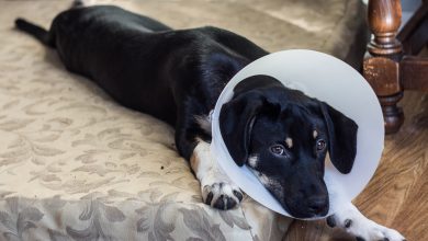 Câmara aprova tipificação penal do exercício ilegal da medicina veterinária