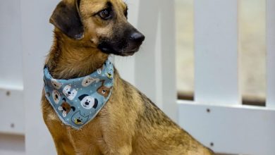 Norte Shopping recebe o 1º Encontro de Vira-Latas em Blumenau