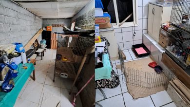 Canil clandestino é fechado, em Blumenau, e mais de 20 cães são resgatados