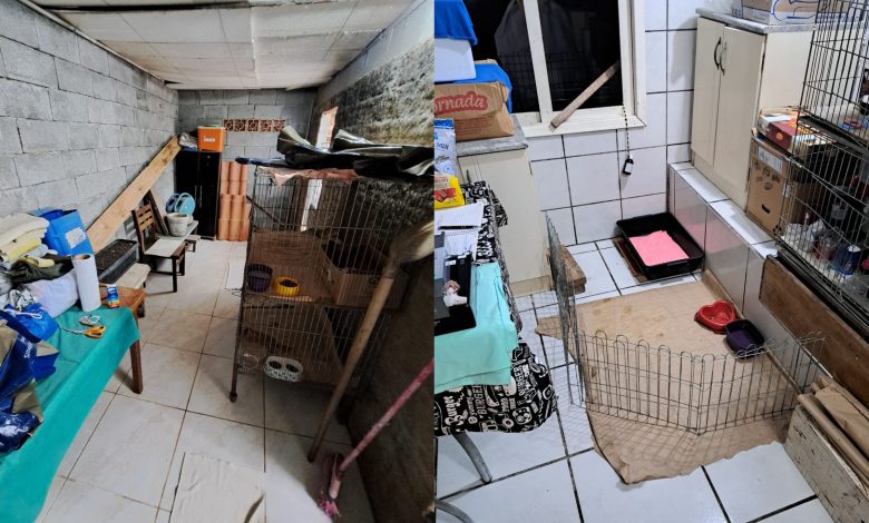 Canil clandestino é fechado, em Blumenau, e mais de 20 cães são resgatados