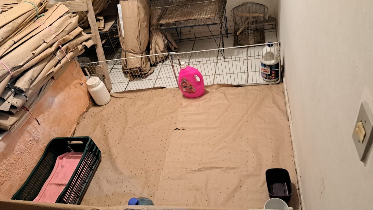 Canil clandestino é fechado, em Blumenau, e mais de 20 cães são resgatados