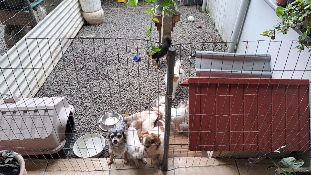 Canil clandestino é fechado, em Blumenau, e mais de 20 cães são resgatados