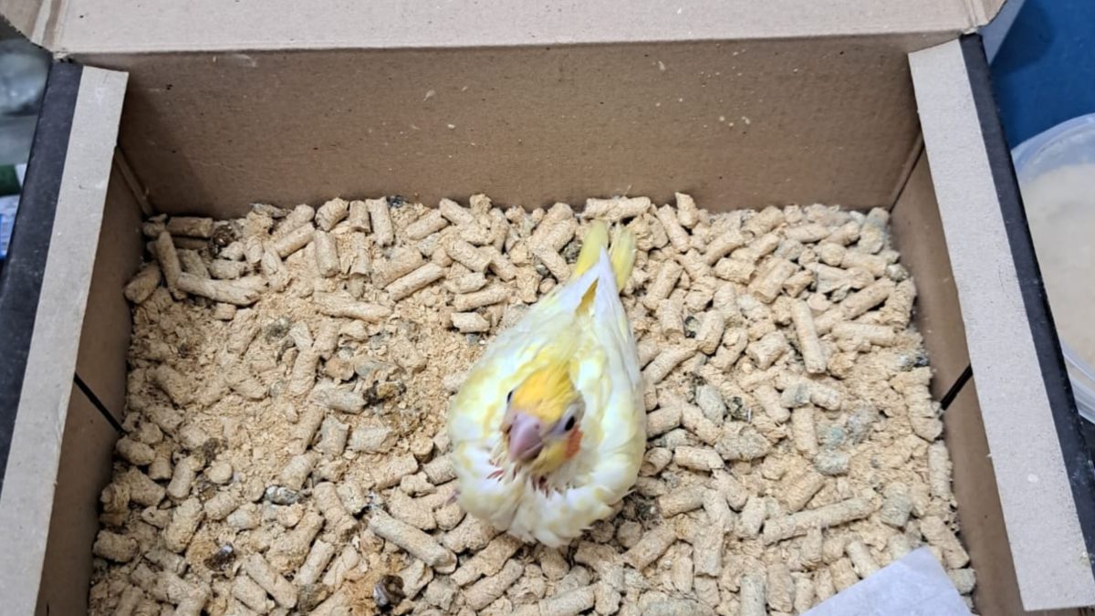 Canil clandestino é fechado, em Blumenau, e mais de 20 cães são resgatados