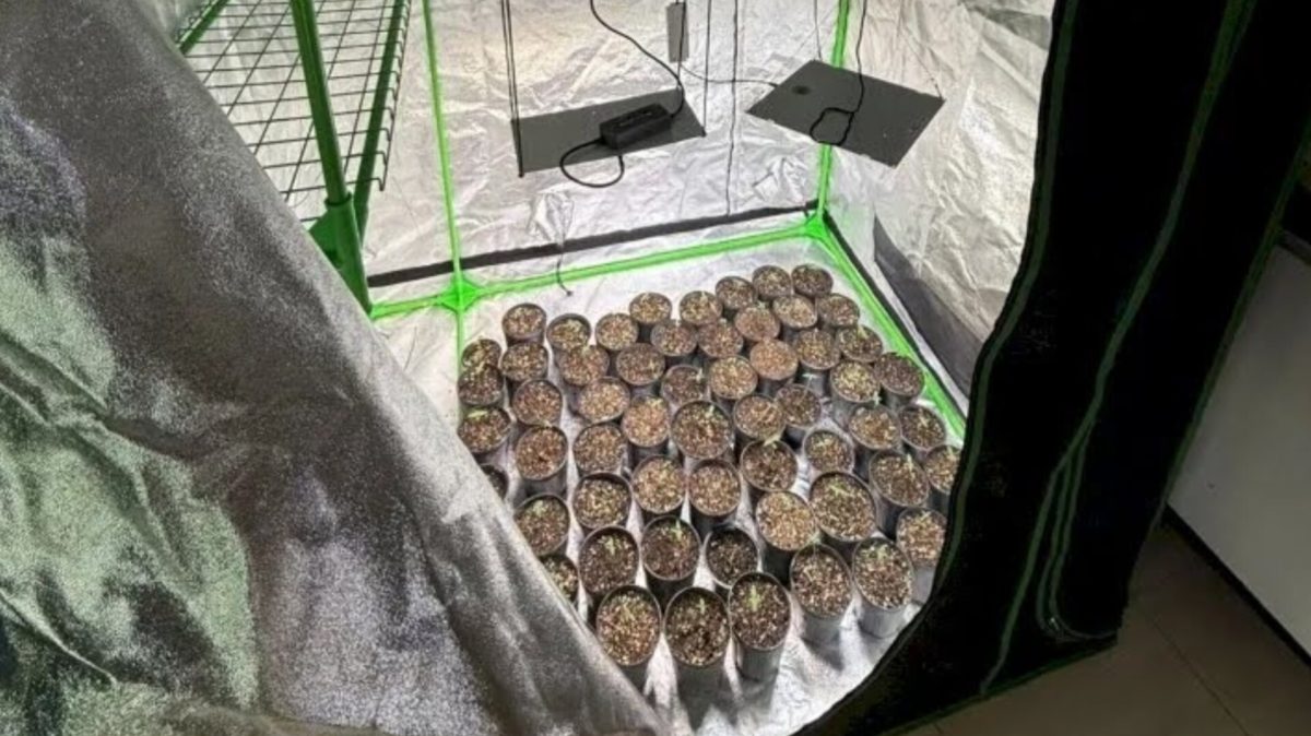 Polícia apreende 120 pés de maconha em estufa durante operação em Palhoça