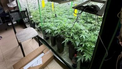 Polícia apreende 120 pés de maconha em estufa durante operação em Palhoça