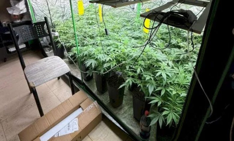 Polícia apreende 120 pés de maconha em estufa durante operação em Palhoça