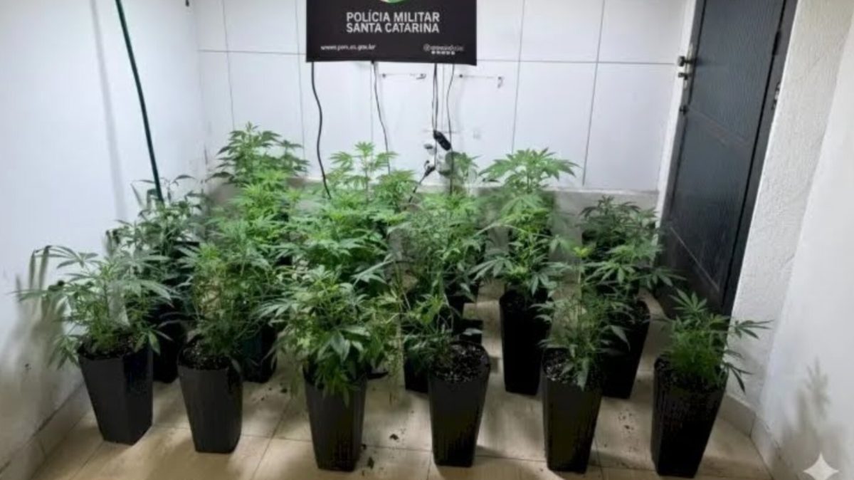 Polícia apreende 120 pés de maconha em estufa durante operação em Palhoça