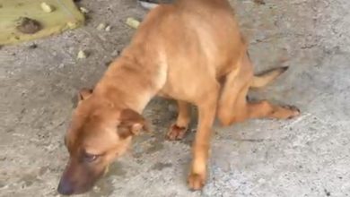 Mulher é presa em Timbó por maus-tratos a cachorro paraplégico