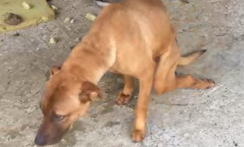 Mulher é presa em Timbó por maus-tratos a cachorro paraplégico