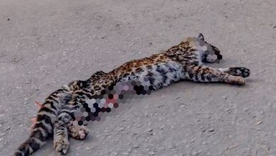 Atropelamento na BR-470, em Curitibanos, mata espécie ameaçada de extinção