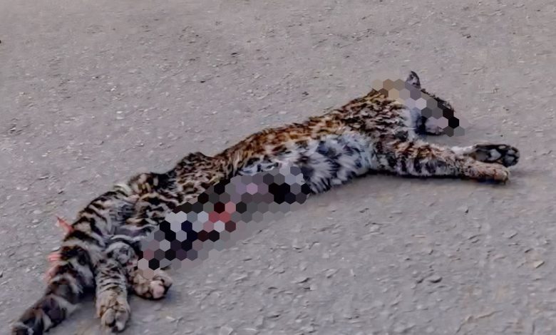 Atropelamento na BR-470, em Curitibanos, mata espécie ameaçada de extinção