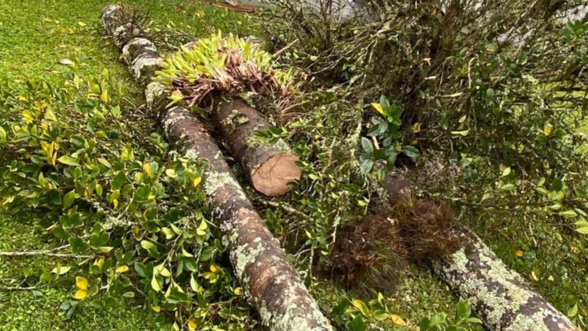 Palmeira de grande porte derruba telhado de residência em Pomerode