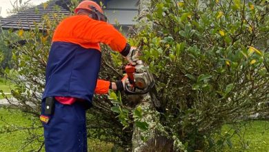 Palmeira de grande porte derruba telhado de residência em Pomerode