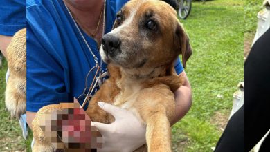 Cão com ferimento grave nas patas é resgatado após denúncia e tutor é preso em Gaspar