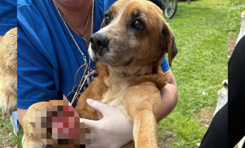 Cão com ferimento grave nas patas é resgatado após denúncia e tutor é preso em Gaspar