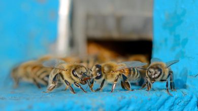 Dois homens são atacados por abelhas em SC; um levou mais de 100 ferroadas