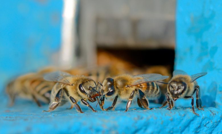Dois homens são atacados por abelhas em SC; um levou mais de 100 ferroadas