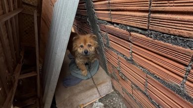 Cachorro é resgatado em Ascurra com fome, sede e problemas de saúde