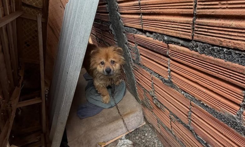 Cachorro é resgatado em Ascurra com fome, sede e problemas de saúde