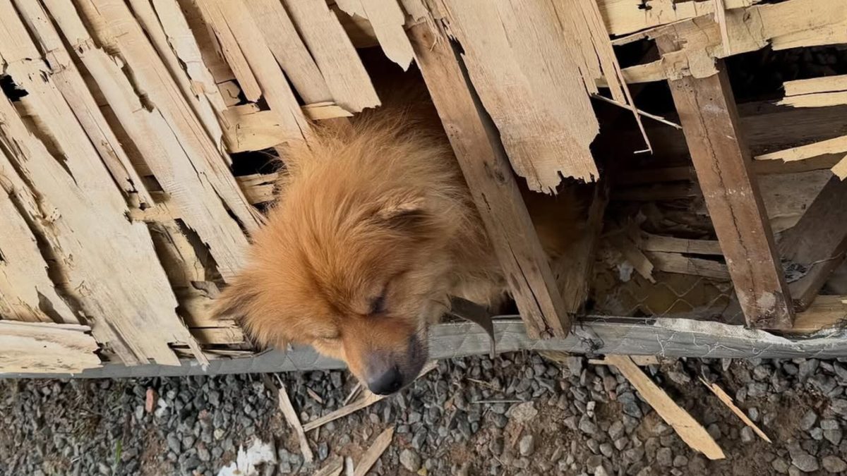 Cachorro é resgatado em Ascurra com fome, sede e problemas de saúde