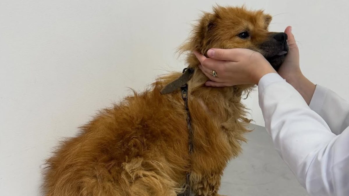 Cachorro é resgatado em Ascurra com fome, sede e problemas de saúde