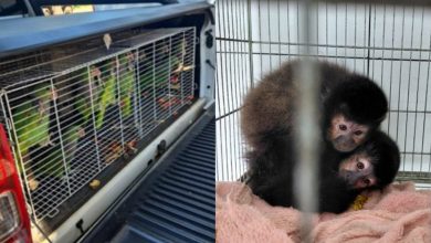 Ibama resgata 174 aves e primatas de criadouro irregular em SC após constatar maus-tratos graves