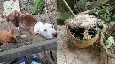Mãe e filho são presos em Blumenau por manter cães, gatos e aves em condições insalubres