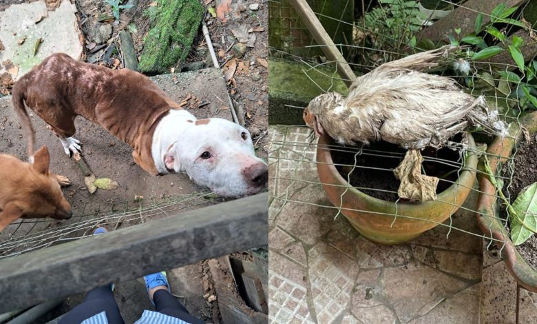 Mãe e filho são presos em Blumenau por manter cães, gatos e aves em condições insalubres