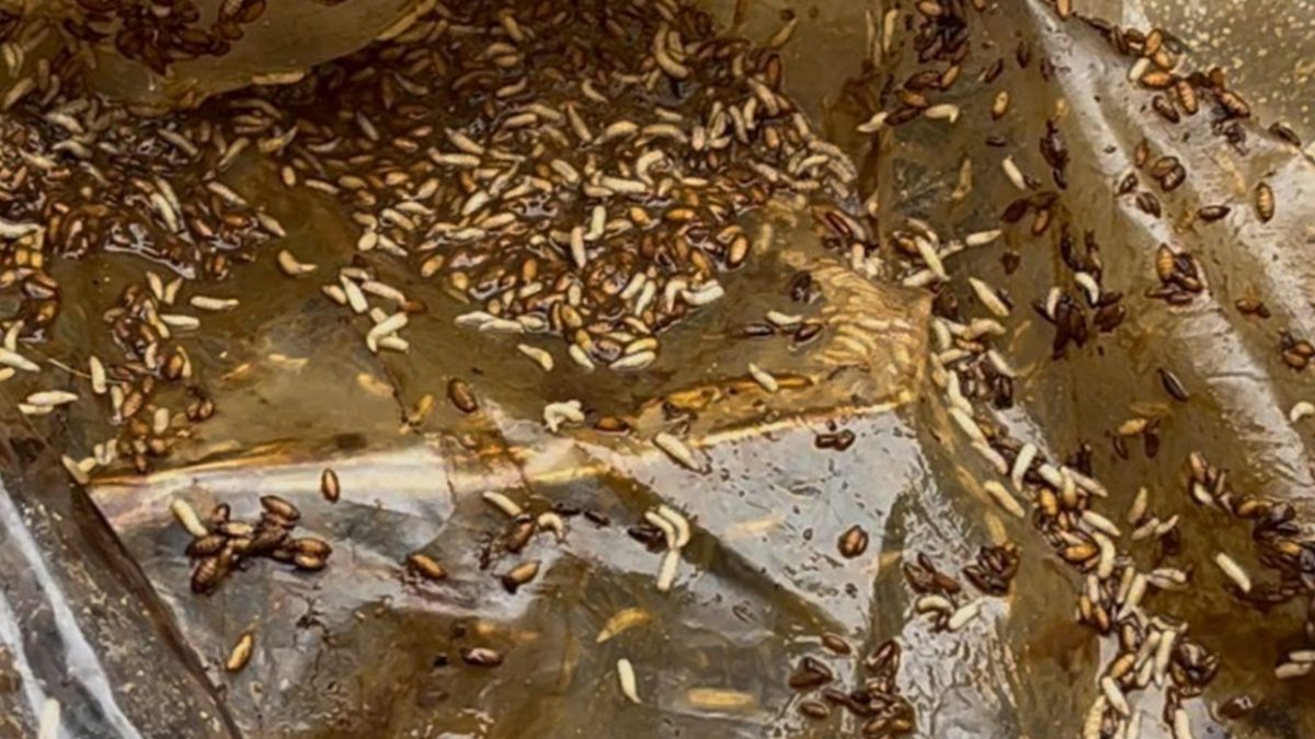 Mãe e filho são presos em Blumenau por manter cães, gatos e aves em condições insalubres