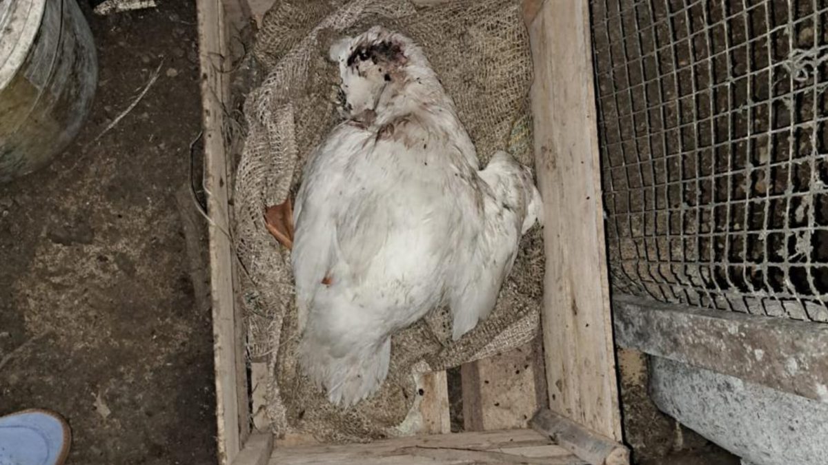 Mãe e filho são presos em Blumenau por manter cães, gatos e aves em condições insalubres