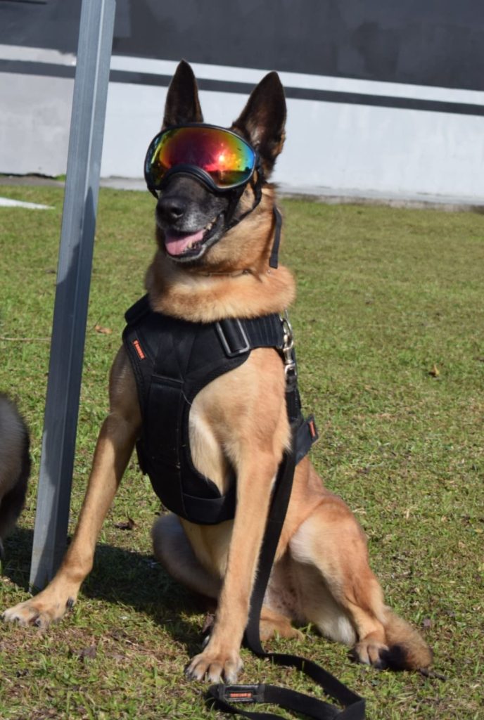 K9 Vegas, cadela da Polícia Penal de SC, se aposenta e busca novo lar